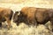 Bison grazing among sagebrush in Lamar Valley, Yellowstone, Wyom