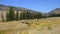 Bison Grazing at Yellowstone National Park