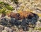 Bison grazing in Yellowstone National Park
