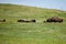 Bison in a Green Field