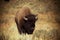 Bison in Hayden Valley