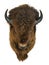 Bison head isolated on a white background.