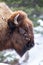 Bison Head shot from winter in Yellowstone