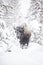 Bison Head on in snowy Yellowstone