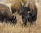 Bison heads together