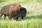 Bison Heard at Black Hills South Dakota
