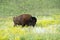 Bison Heard at Black Hills South Dakota