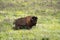 Bison Heard at Black Hills South Dakota