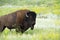 Bison Heard at Black Hills South Dakota