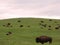 Bison Herd on the American Western Prairie