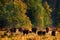 Bison herd in the autumn forest, sunny scene with big brown animal in the nature habitat, yellow leaves on the trees, Bialowieza