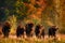 Bison herd in the autumn forest, sunny scene with big brown animal in the nature habitat, yellow leaves on the trees, Bialowieza