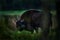 Bison herd in the autumn forest, sunny scene with big brown animal in the nature habitat, yellow leaves on the trees, Bialowieza