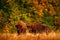 Bison herd in the autumn forest, sunny scene with big brown animal in the nature habitat, yellow leaves on the trees, Bialowieza