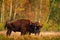 Bison herd in the autumn forest, sunny scene with big brown animal in the nature habitat, yellow leaves on the trees, Bialowieza