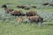 Bison herd with babies in Yellowstone National Park.