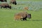 Bison herd with babies in Yellowstone National Park.