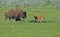 Bison herd with babies in Yellowstone National Park.