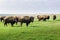 Bison. Herd of bison, grazing in the morning in the steppe.