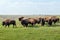Bison. Herd of bison, grazing in the morning in the steppe.