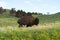 Bison Herd in the Black Hills