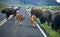 Bison herd crossing road