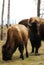 Bison herd in elk island