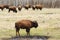 Bison herd in elk island