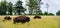 Bison Herd Grazing in Field