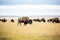 bison herd grazing on a grassland plain