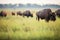 bison herd grazing on a grassland plain