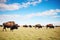 bison herd grazing on grassland under blue sky