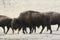 Bison herd on the great plains