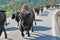 Bison herd on a highway