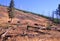 Bison Herd in Lodgepole Pine Regrowth   62173