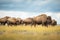 bison herd moving through a prairie storm