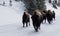 Bison herd moving during the winter in Yellowstone National Park
