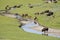 Bison herd near a water source.