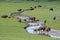 Bison herd near a water source.