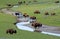 Bison herd near a water source.