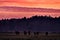 Bison herd in orange pink twilight sunrise, Bialowieza Forest, Poland in Europe. Bisons in the nature habitat, meadow near the