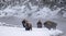 Bison herd at river`s edge with snowy faces