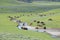 Bison herd roams near water in Yellowstone National Park.