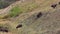 Bison Herd Running Down Hill