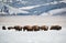 Bison herd in the Snow, Grand Teton National Park