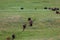 Bison Herd on a Trail