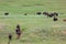 Bison Herd on a Trail