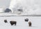 Bison herd traveling through snow with geysers and hot springs