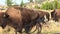 Bison Herd Walking