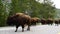 Bison herd walking down the road